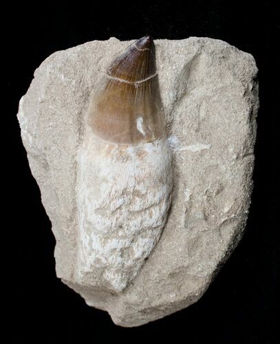 Giant Rooted Mosasaur Tooth in Matrix #1757
